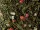 Baiser d'ange - Thé vert Passion 45g en vrac